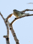 Ruby crowned Kinglet 9839